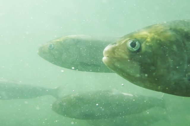Parc-Marais-Poitevin-Poissons-Migrateurs-001