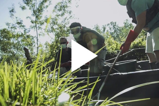 Les poissons migrateurs du Marais Poitevin